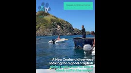 Crawfish Divers Save Stranded Calf!