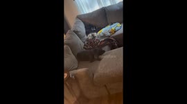 Boomer's midnight mischief: possum party at home!