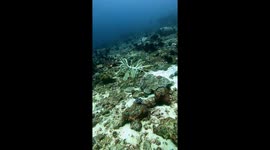 Diver snaps incredible close-up of feather starfish - an animal that looks like it belongs in outer space