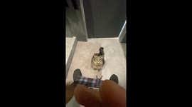 Persistent feline pursuit: hilarious toilet time with a tenacious cat