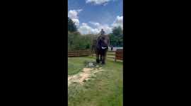 Beautiful Ride from Beautiful the Elephant