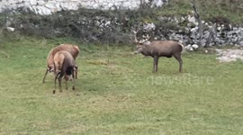 Locking Horns at Lunchtime