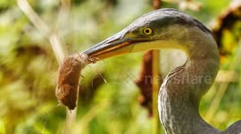 Grey Heron catches and eats a vole at a Leeds park