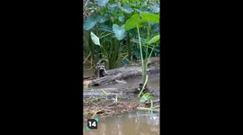 Animal Escape Artists