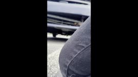 Pileated Woodpecker Rescued From Car Grille