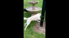 Husky Plays In The Fountain