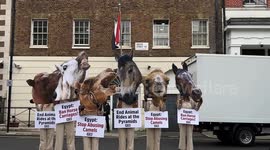 PETA protest against the use of camels and horses in Egypt, London uk