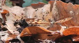 Discreet butterfly on a tree's leaf merges perfectly into its environment. Paris suburb, Forest of Marly. 4 aug 2023