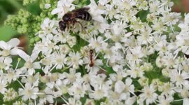 Rare image of wasp and ant sharing a flower. Paris suburb,Forest of Marly. 4 aug 2023. # Urban wildlife