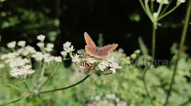 Tension between a wasp and a butterfly on a flower. Paris suburb, Forest of Marly, France. 4 aug 2023. #  Urban wildlife