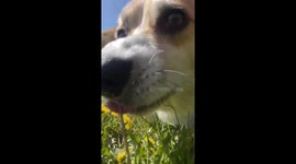 Playful corgi Jam from Belarus delights in dandelions