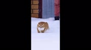 temp