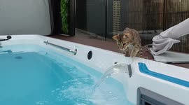 Bengal Cat Splashes In Water Feature