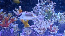 Magnificent Rabbitfish