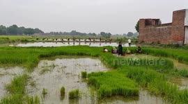 Due to heavy rains after 1 month of scorching heat in Uttar Pradesh, there is great enthusiasm among the farmers for sowing paddy.