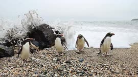 5 curious penguins move closer & closer to cameraman (POV), a huge wave then knocks them all over