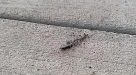 Dad gives hilarious play-by-play of ants carry off of dead lizard on a Florida sidewalk