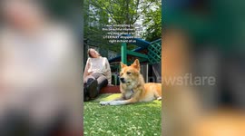 Owner and pet dog witnessed bird 