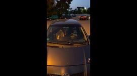 Meet the canine chauffeurs: Jack Russells take the wheel in Minsk's unconventional photo shoot!