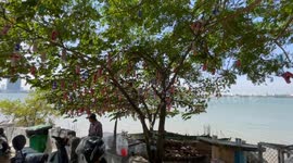 Recycled cans form wind chimes on tree in Cambodia