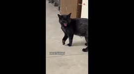 Cat with frozen paw is named Frosty by new owner in this feel-good rescue story