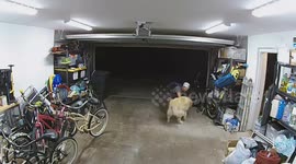 Burglar takes break from robbing home to greet overly friendly family dog