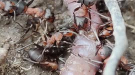 Fierce attack: ants vs earthworm. Paris, France, Forest of Marly. 7 aug 2023. # Urban wildlife