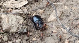 Fierce attack: ants vs scarab ( beetle). Paris, France, Forest of Marly. 7 aug 2023. # Urban wildlife