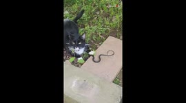 Crazy cat taunts and toys with poor black snake after hunting it down