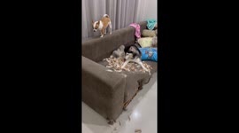 Naughty pet dogs destroy cleaning duster made of chicken feathers