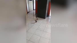 Terrifying hooded cobra hisses at workers at Thai radio broadcasting office