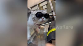 Cat looks awesome in Blues Brothers style sunglasses