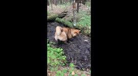 Fluffy dog takes opportunity to frantically roll around in muddy puddle