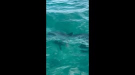 Sharks eating turtle in Miami waters.