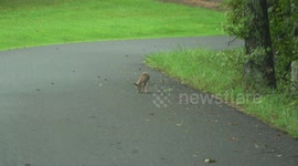 Adorable baby coyote wanders lost through Kentucky town after storm