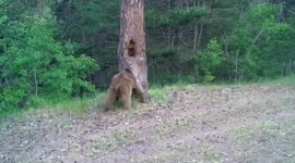 Playful Wild Bear Caught on Camera in Turkey