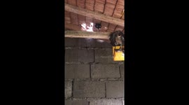 Pepper the Cat Makes a Hole in the Roof