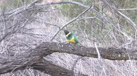 It’s slim pickings for these brilliant Port Lincoln Parrots at the end of a dry winter.