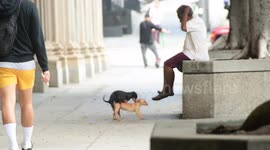 Dos perros se divierten en el downtown de Los Angeles mientras su dueña tiene una conversación con ellos