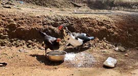 Duck scolds chicken for stealing its food in hilarious video