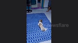 Adorable Coco the Shih Tzu spins into sleepy delight chasing its tail!