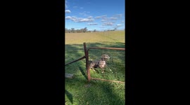 Kangaroo-inspired leap: Bull Arab and Catahoula mix masters the fence jump