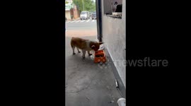 A Puppy Made Water-mixed Meal by Itself in Qingdao, Shandong, China