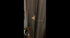 Hamster Attempts a Daring Climb Up a Curtain