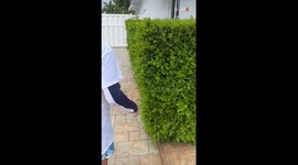 Young Iguana Hunters successfully catch a big one hiding in the side bushes of their home