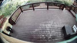 Mischievous bear in California attempts to manipulate security camera with its paws