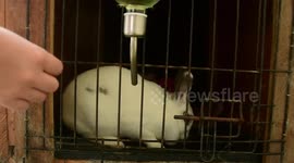 Coneja se alimenta lentamente sus lechugas y zanahorias en Los Angeles, Gardena