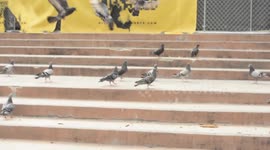 Palomas comen pan en el downtown de Los Angeles, Estados Unidos