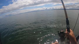 Great white shark leaps out of water right next to kayak fisherman