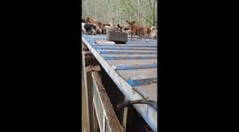 MIRACLE AS DOGS FEARED DROWNED IN CHINA FLOODS ARE DISCOVERED ON ROOF